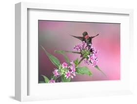 Ruby-Throated Hummingbird Male on Pink Pentas. Marion, Illinois, Usa-Richard ans Susan Day-Framed Photographic Print