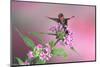 Ruby-Throated Hummingbird Male on Pink Pentas. Marion, Illinois, Usa-Richard ans Susan Day-Mounted Photographic Print