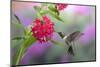 Ruby-Throated Hummingbird Male on Red Pentas, Marion County, Illinois-Richard and Susan Day-Mounted Photographic Print