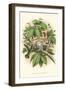 Ruby-Throated Hummingbird Nest and Eggs-null-Framed Premium Giclee Print