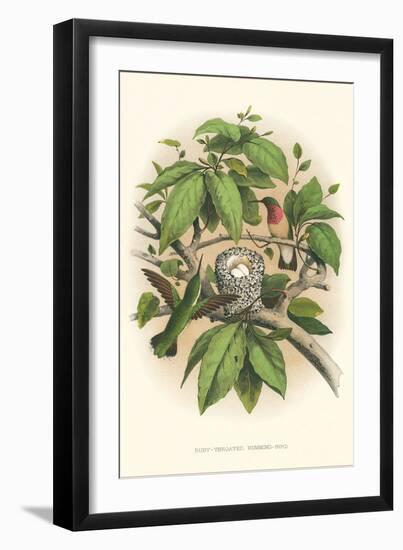 Ruby-Throated Hummingbird Nest and Eggs-null-Framed Premium Giclee Print