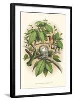 Ruby-Throated Hummingbird Nest and Eggs-null-Framed Art Print