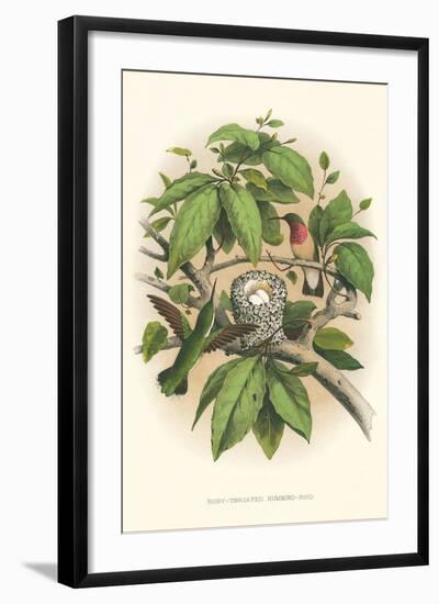 Ruby-Throated Hummingbird Nest and Eggs-null-Framed Art Print