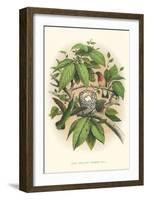 Ruby-Throated Hummingbird Nest and Eggs-null-Framed Art Print