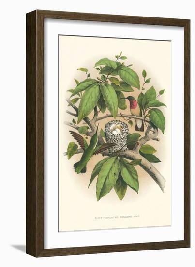 Ruby-Throated Hummingbird Nest and Eggs-null-Framed Art Print