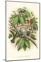 Ruby-Throated Hummingbird Nest and Eggs-null-Mounted Art Print