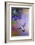 Ruby-Throated Hummingbird on Black and Blue Salvia, Illinois-Richard and Susan Day-Framed Photographic Print