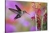 Ruby-Throated Hummingbird on Cardinal Flower, Marion County, Illinois-Richard and Susan Day-Stretched Canvas