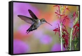 Ruby-Throated Hummingbird on Cardinal Flower, Marion County, Illinois-Richard and Susan Day-Framed Stretched Canvas