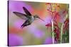 Ruby-Throated Hummingbird on Cardinal Flower, Marion County, Illinois-Richard and Susan Day-Stretched Canvas