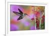 Ruby-Throated Hummingbird on Cardinal Flower, Marion County, Illinois-Richard and Susan Day-Framed Photographic Print