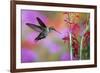 Ruby-Throated Hummingbird on Cardinal Flower, Marion County, Illinois-Richard and Susan Day-Framed Photographic Print