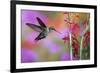 Ruby-Throated Hummingbird on Cardinal Flower, Marion County, Illinois-Richard and Susan Day-Framed Photographic Print