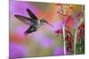 Ruby-Throated Hummingbird on Cardinal Flower, Marion County, Illinois-Richard and Susan Day-Mounted Photographic Print