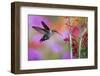 Ruby-Throated Hummingbird on Cardinal Flower, Marion County, Illinois-Richard and Susan Day-Framed Photographic Print