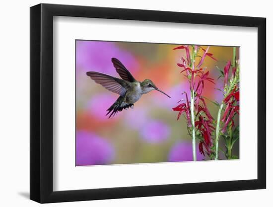 Ruby-Throated Hummingbird on Cardinal Flower, Marion County, Illinois-Richard and Susan Day-Framed Photographic Print