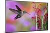 Ruby-Throated Hummingbird on Cardinal Flower, Marion County, Illinois-Richard and Susan Day-Mounted Photographic Print