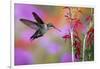 Ruby-Throated Hummingbird on Cardinal Flower, Marion County, Illinois-Richard and Susan Day-Framed Photographic Print