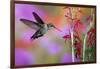 Ruby-Throated Hummingbird on Cardinal Flower, Marion County, Illinois-Richard and Susan Day-Framed Photographic Print