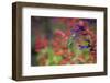 Ruby-throated hummingbird on purple majesty salvia. Marion County, Illinois.-Richard & Susan Day-Framed Photographic Print