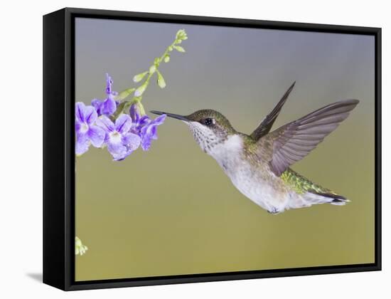 Ruby-Throated Hummingbird, Texas, USA-Larry Ditto-Framed Stretched Canvas