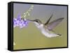Ruby-Throated Hummingbird, Texas, USA-Larry Ditto-Framed Stretched Canvas