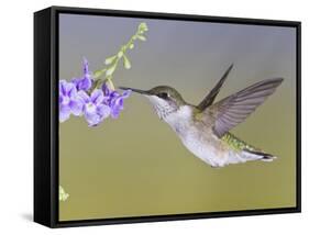 Ruby-Throated Hummingbird, Texas, USA-Larry Ditto-Framed Stretched Canvas