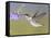 Ruby-Throated Hummingbird, Texas, USA-Larry Ditto-Framed Stretched Canvas