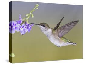 Ruby-Throated Hummingbird, Texas, USA-Larry Ditto-Stretched Canvas