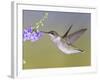 Ruby-Throated Hummingbird, Texas, USA-Larry Ditto-Framed Photographic Print