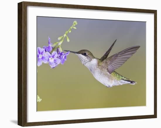 Ruby-Throated Hummingbird, Texas, USA-Larry Ditto-Framed Photographic Print