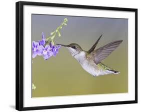 Ruby-Throated Hummingbird, Texas, USA-Larry Ditto-Framed Photographic Print