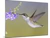 Ruby-Throated Hummingbird, Texas, USA-Larry Ditto-Mounted Photographic Print