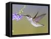 Ruby-Throated Hummingbird, Texas, USA-Larry Ditto-Framed Stretched Canvas