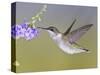 Ruby-Throated Hummingbird, Texas, USA-Larry Ditto-Stretched Canvas