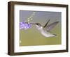 Ruby-Throated Hummingbird, Texas, USA-Larry Ditto-Framed Photographic Print