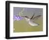 Ruby-Throated Hummingbird, Texas, USA-Larry Ditto-Framed Photographic Print
