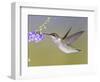 Ruby-Throated Hummingbird, Texas, USA-Larry Ditto-Framed Photographic Print