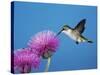 Ruby-Throated Hummingbird, Welder Wildlife Refuge, Sinton, Texas, USA-Rolf Nussbaumer-Stretched Canvas