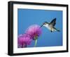 Ruby-Throated Hummingbird, Welder Wildlife Refuge, Sinton, Texas, USA-Rolf Nussbaumer-Framed Photographic Print