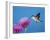 Ruby-Throated Hummingbird, Welder Wildlife Refuge, Sinton, Texas, USA-Rolf Nussbaumer-Framed Photographic Print