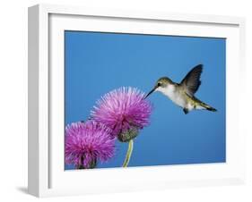 Ruby-Throated Hummingbird, Welder Wildlife Refuge, Sinton, Texas, USA-Rolf Nussbaumer-Framed Photographic Print