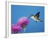 Ruby-Throated Hummingbird, Welder Wildlife Refuge, Sinton, Texas, USA-Rolf Nussbaumer-Framed Photographic Print