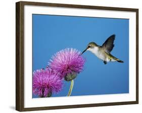 Ruby-Throated Hummingbird, Welder Wildlife Refuge, Sinton, Texas, USA-Rolf Nussbaumer-Framed Photographic Print
