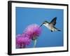 Ruby-Throated Hummingbird, Welder Wildlife Refuge, Sinton, Texas, USA-Rolf Nussbaumer-Framed Photographic Print