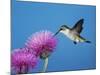 Ruby-Throated Hummingbird, Welder Wildlife Refuge, Sinton, Texas, USA-Rolf Nussbaumer-Mounted Photographic Print