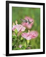 Ruby-throated Hummingbird young male in flight feeding, Hill Country, Texas, USA-Rolf Nussbaumer-Framed Photographic Print