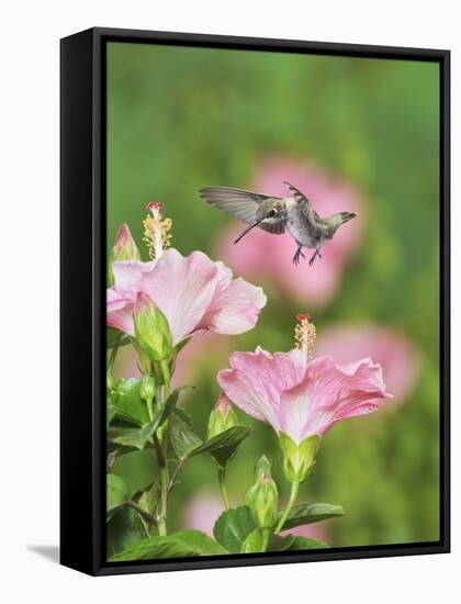 Ruby-throated Hummingbird young male in flight feeding, Hill Country, Texas, USA-Rolf Nussbaumer-Framed Stretched Canvas