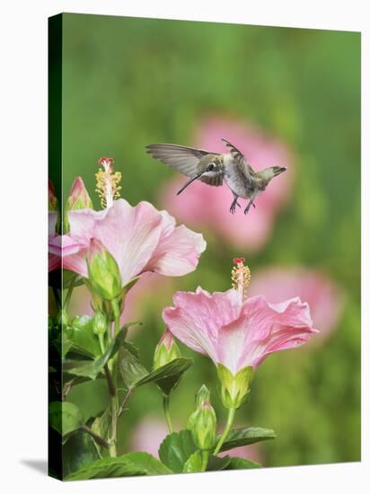 Ruby-throated Hummingbird young male in flight feeding, Hill Country, Texas, USA-Rolf Nussbaumer-Stretched Canvas