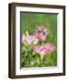 Ruby-throated Hummingbird young male in flight feeding, Hill Country, Texas, USA-Rolf Nussbaumer-Framed Photographic Print